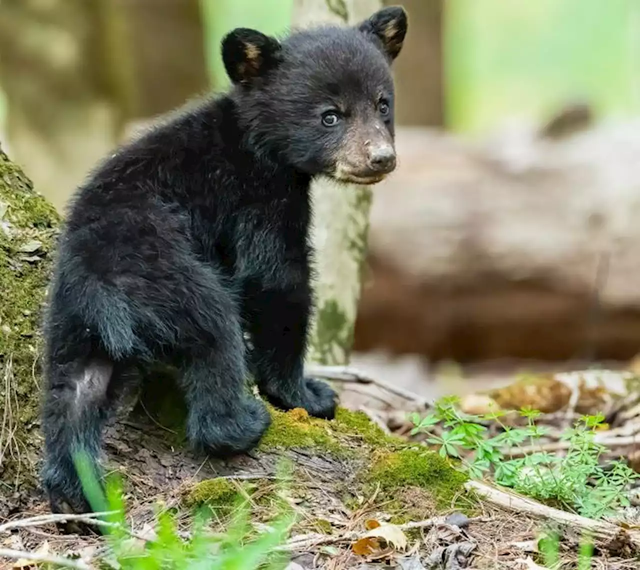 Orsa Amarena uccisa, i cuccioli sono insieme e si alimentano: ultime news