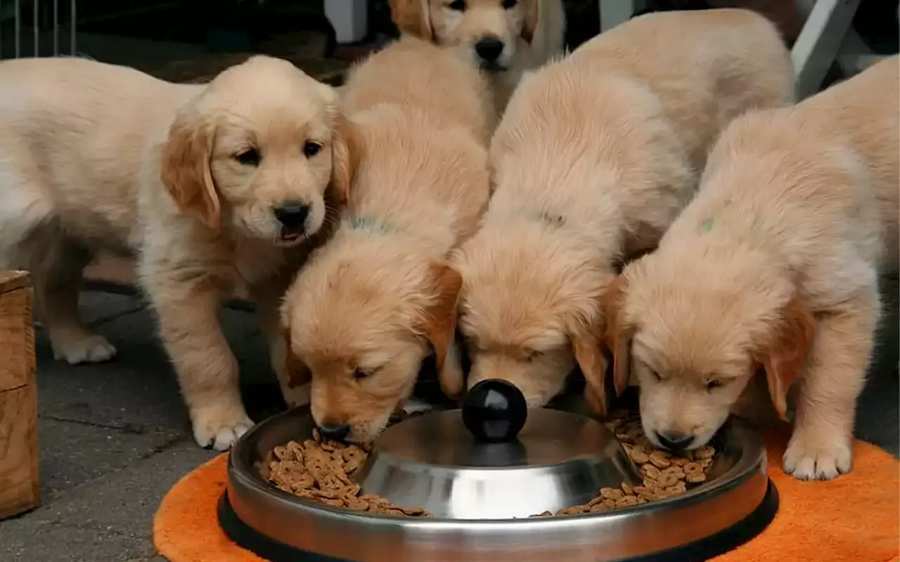 Estos Son Las 5 Mejores Croquetas Para Perro, Según Profeco