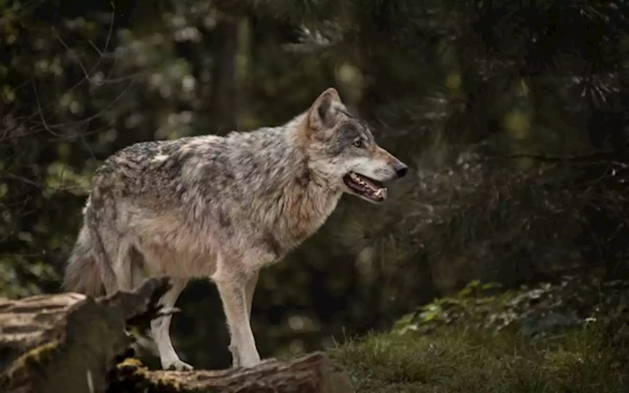 Albert Rösti und der Wolf: Droht ein «Massaker» – oder ein Fehlstart?