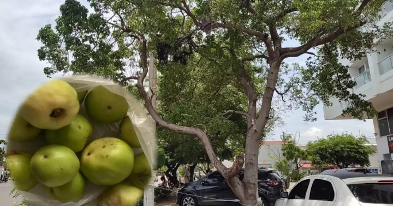 Departamento de Salud de Cartagena alerta sobre consumo de Manzanillo de Playa; es altamente tóxico