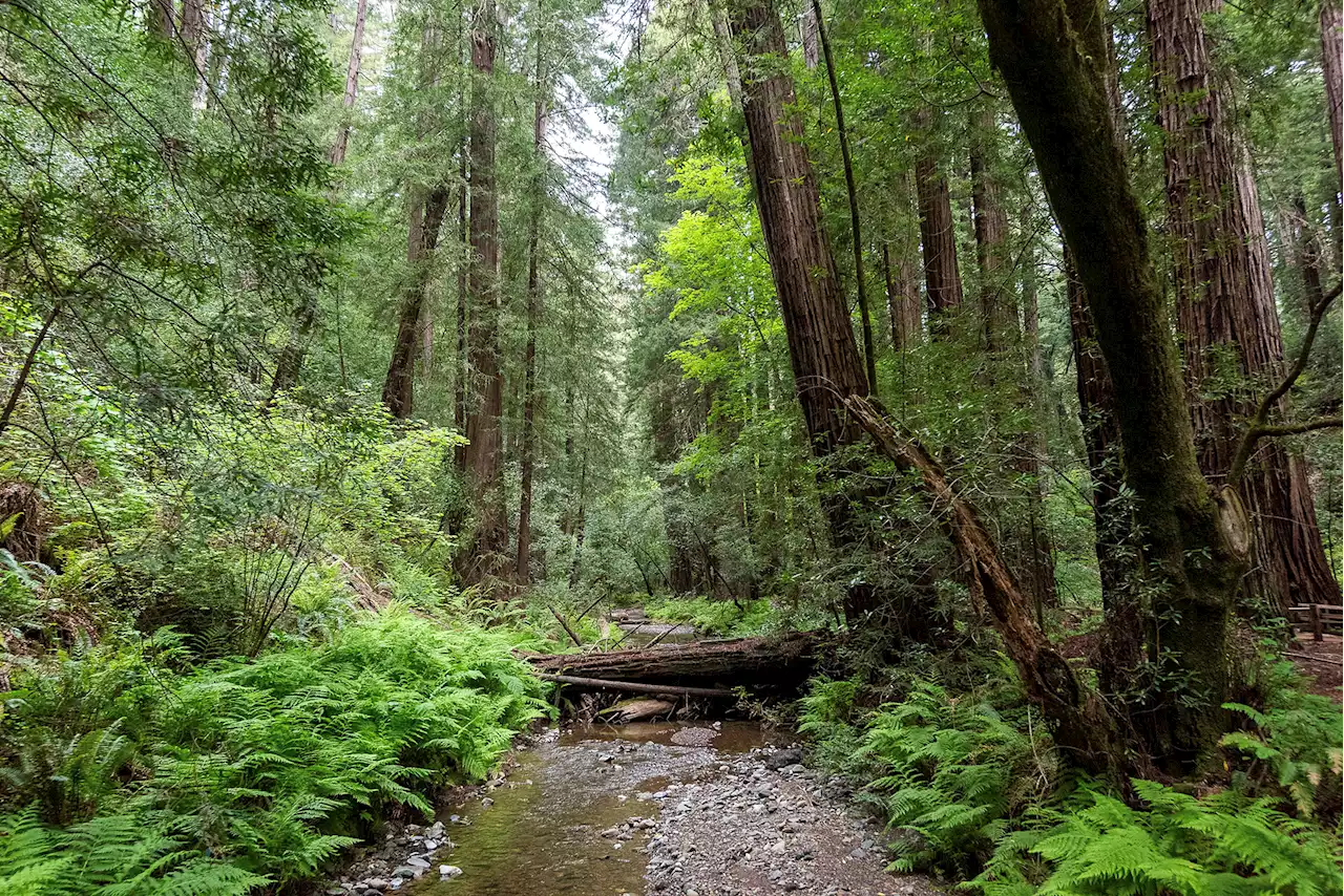 America's oldest example of greenwashing sacrificed California redwoods