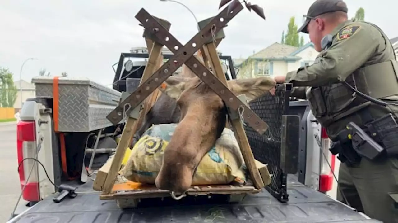 Moose wandering through southeast Calgary captured, relocated