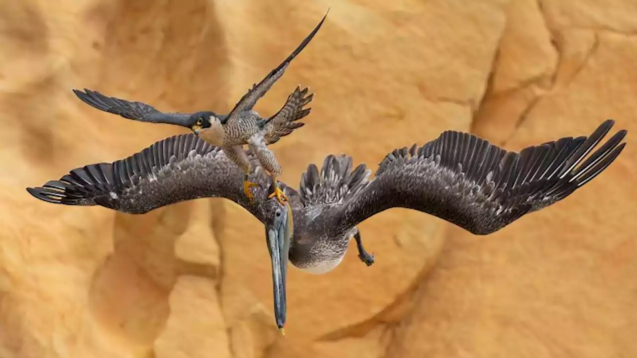 Fierce falcon photo takes top prize in bird photography contest