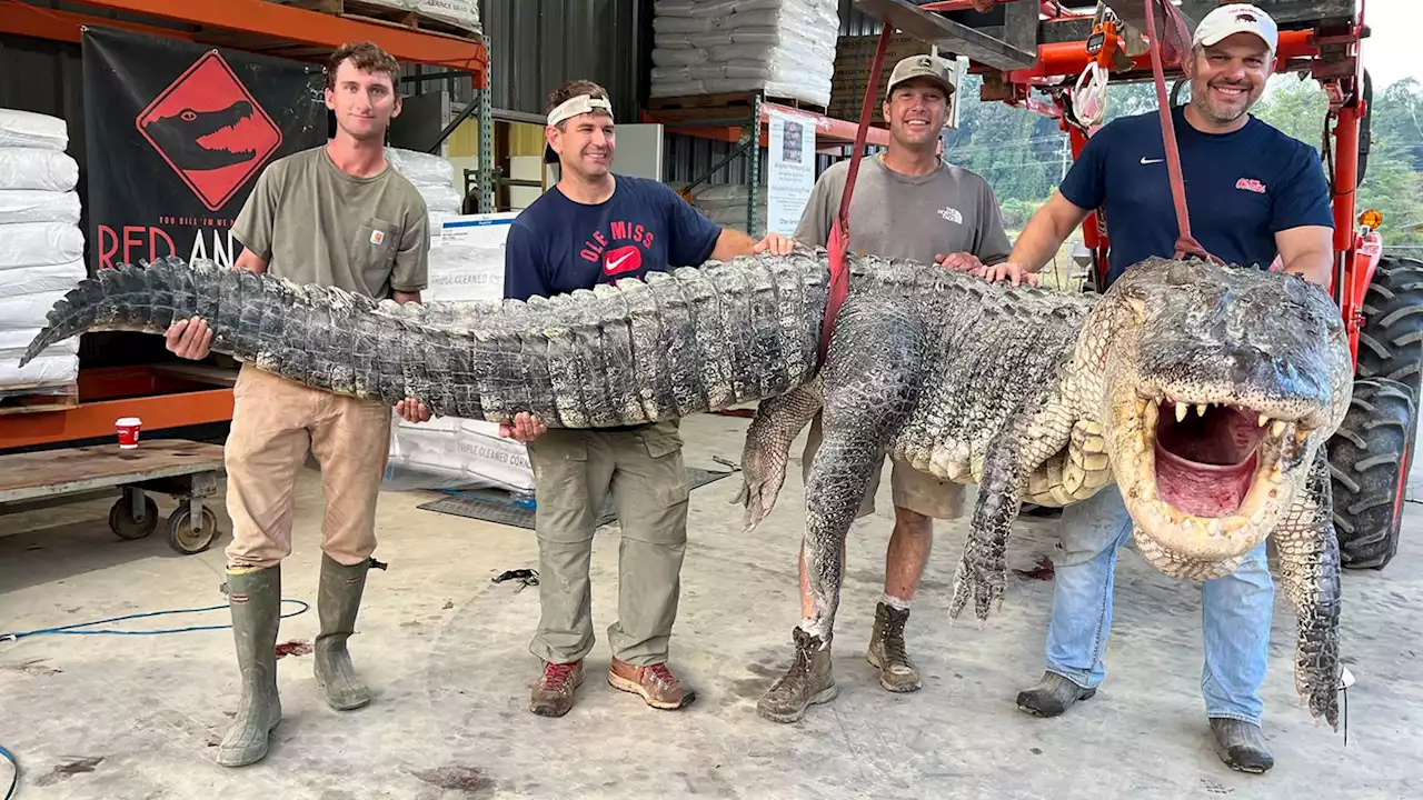 Capturan el caimán más largo en la historia de Mississippi