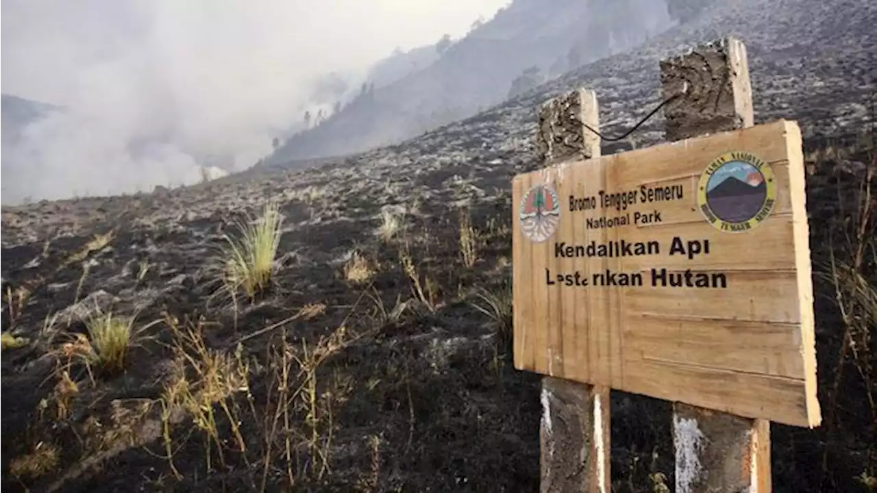 Api Sudah Capai Gunung-gunung, Simak Daftar Daerah Rawan Karhutla