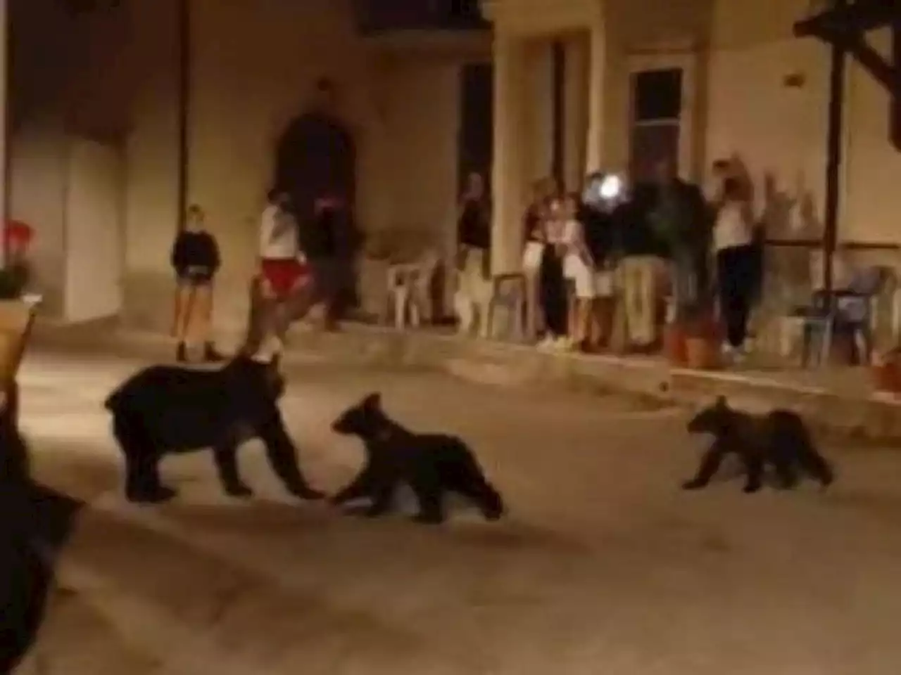 I cuccioli di Amarena si sono riuniti: sono nell’area del Parco d’Abruzzo