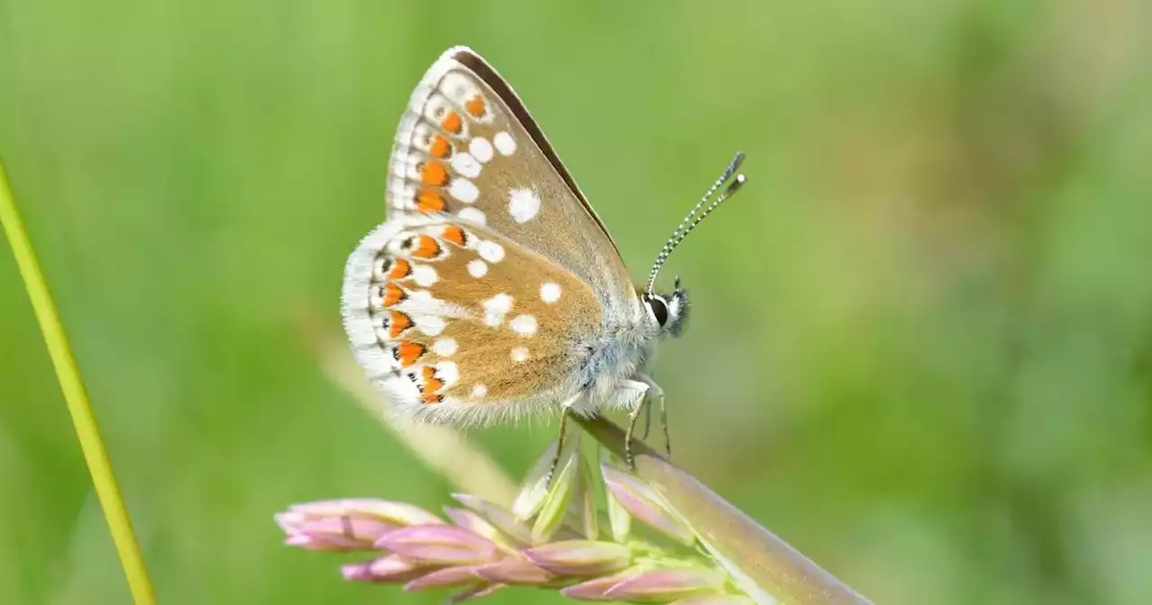 'Extinct' butterfly sees resurgence as numbers climb after 100-year absence