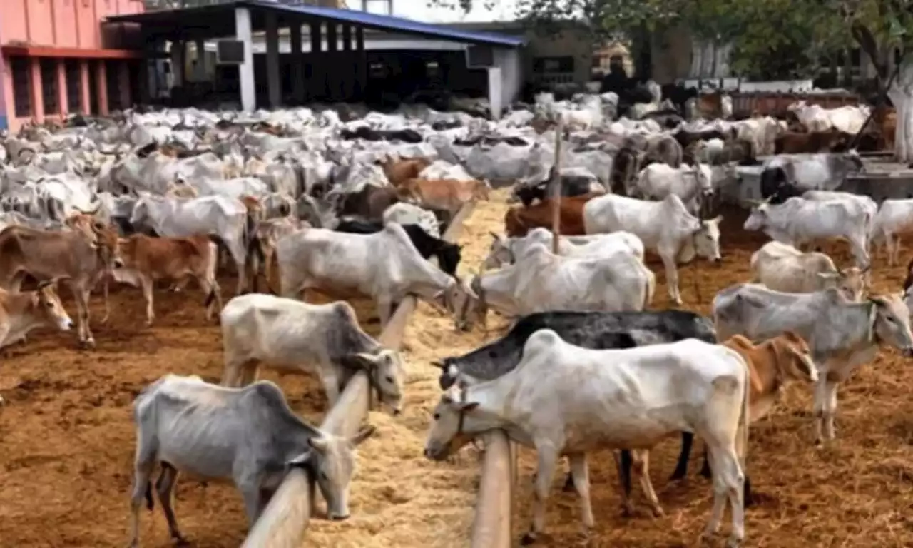 Insecurity: Zamfara govt closes cattle markets