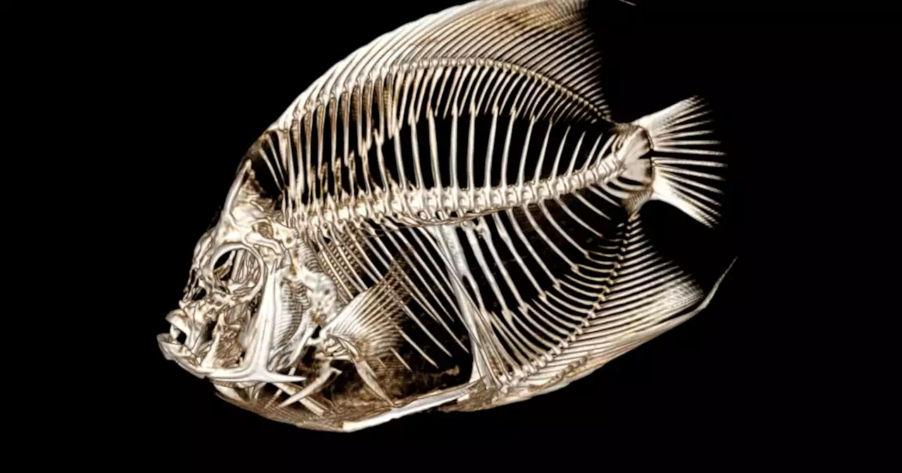 Fish with a funny float gets a CT scan at the Denver Zoo