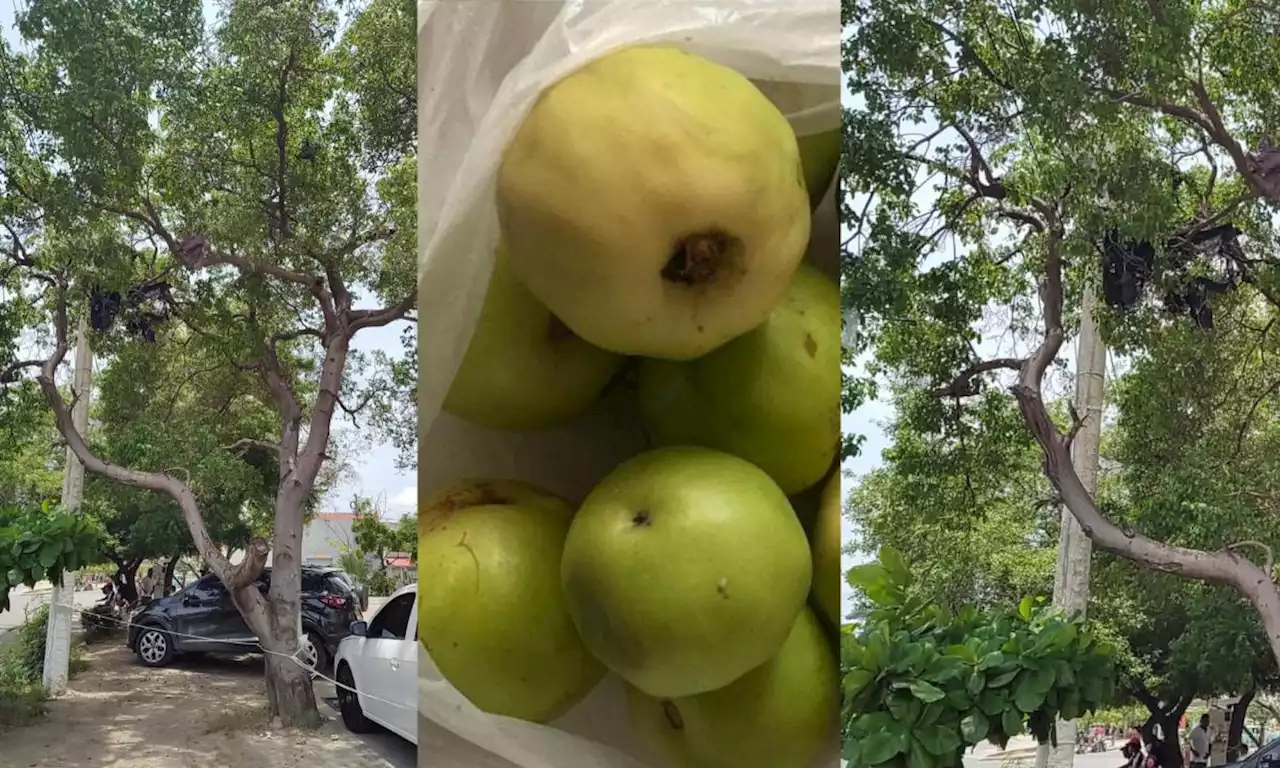 Dos turistas intoxicados por consumir ‘Manzanillo de la Muerte’ en playas de Cartagena