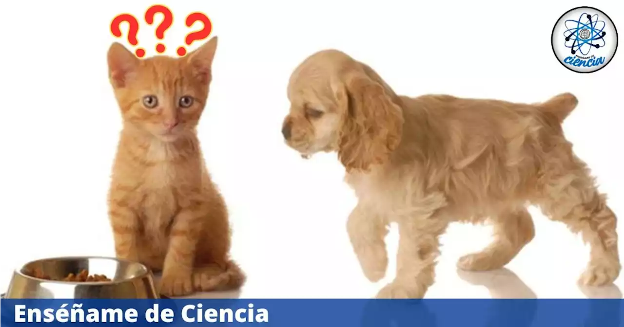 Descubre el DAÑINO motivo por el que un perro NO debe comer comida de gato