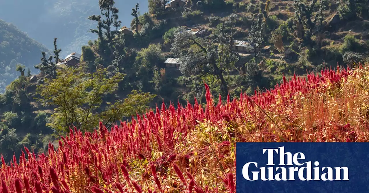 Sautéed seaweed and amaranth pancakes: how to cook three climate-friendly superfoods