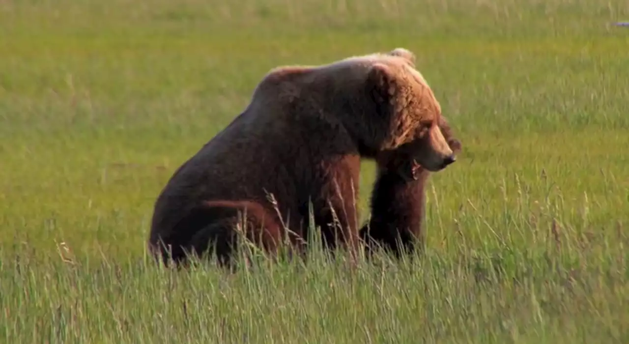 Orso con cucciolo avvistato in provincia di Verona