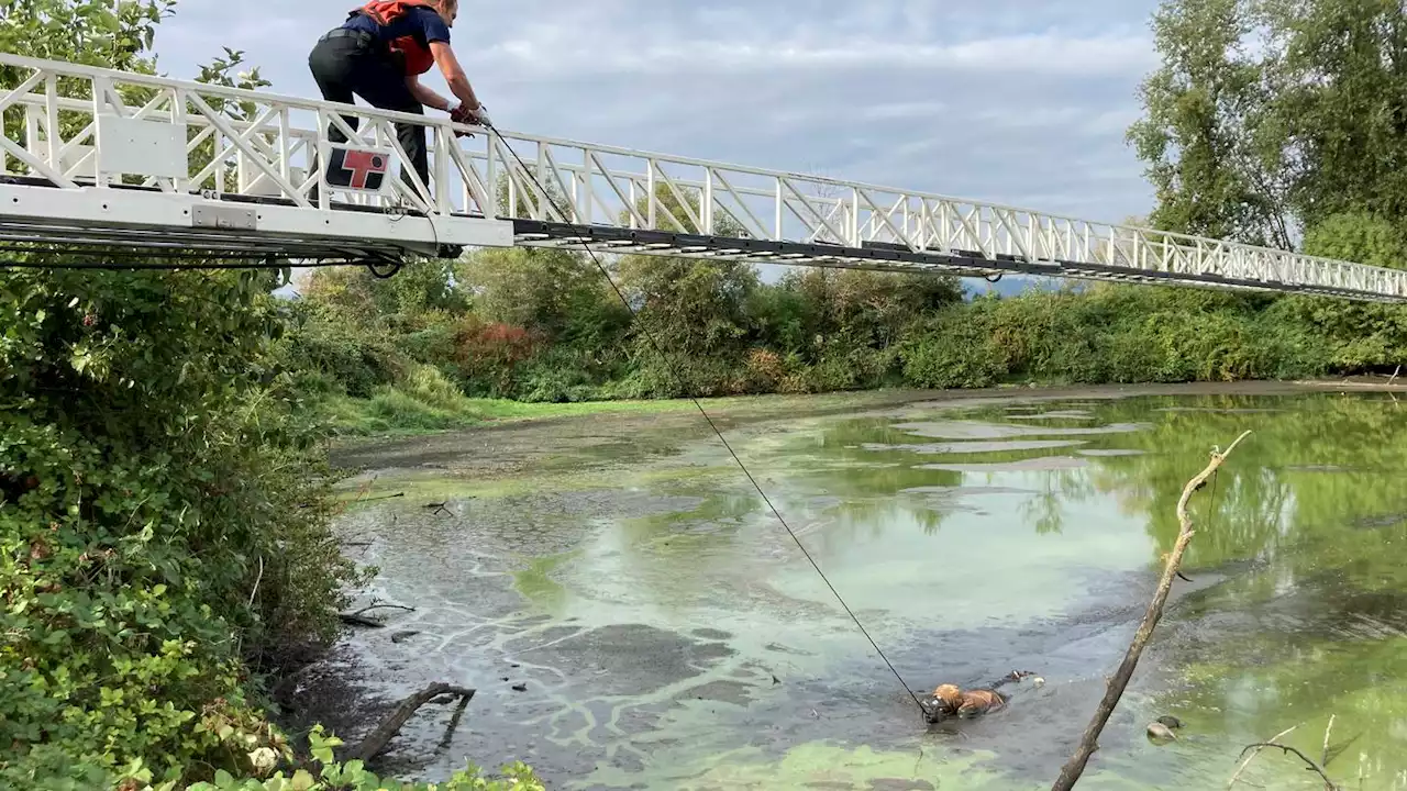 Man who escaped Oregon mental health hospital while shackled found stuck in muddy pond