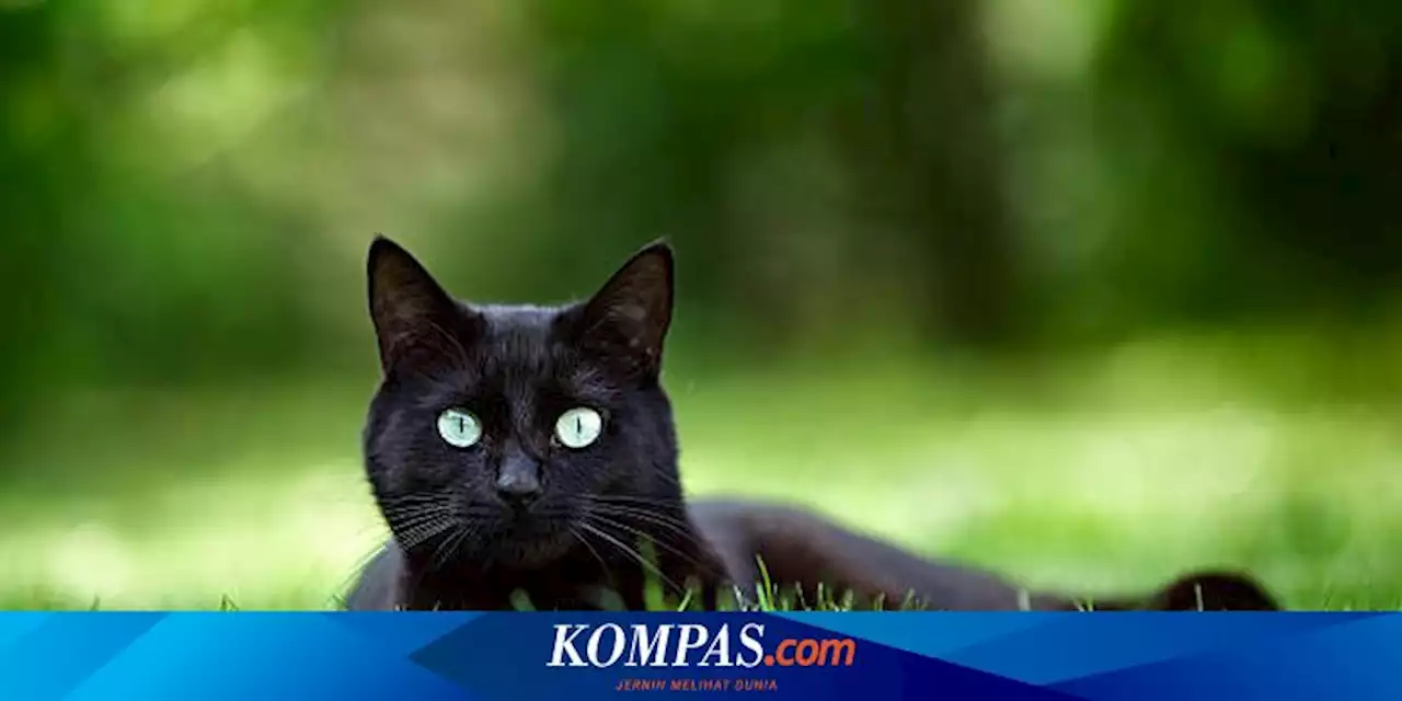 7 Mitos Spiritual tentang Kucing Hitam yang Jarang Diketahui