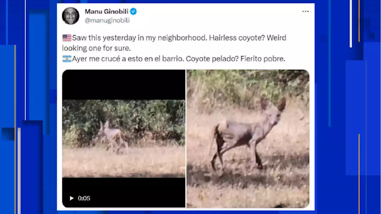 Chupacabra or The Coyote? Manu Ginobili posts video of hairless creature in his neighborhood