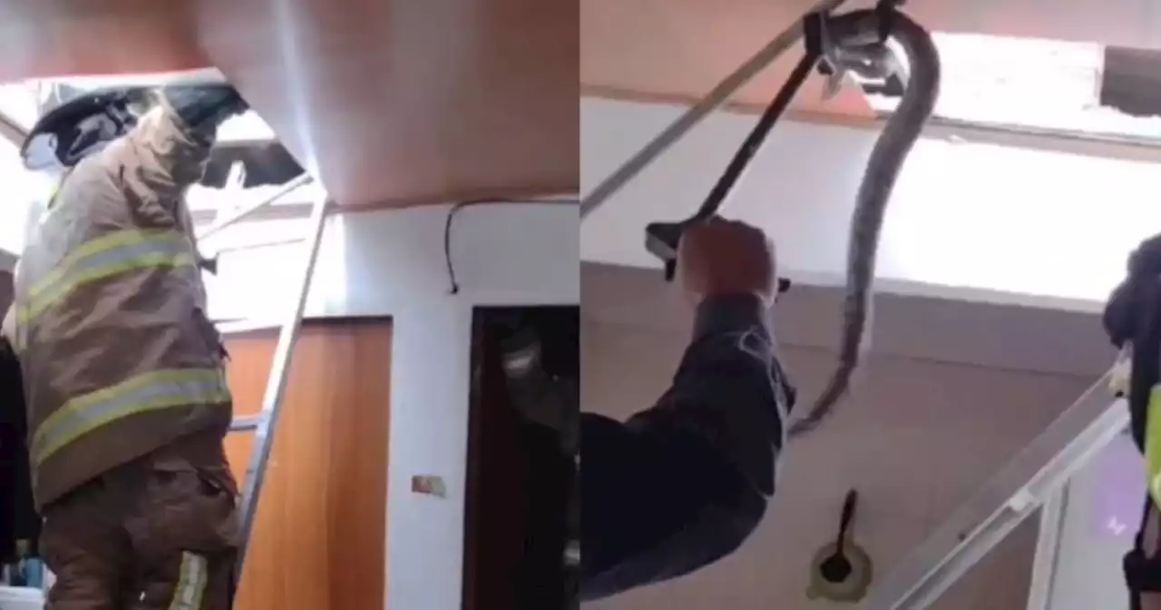 Video: rescatan una serpiente del techo de una casa: se llevaron tremendo susto