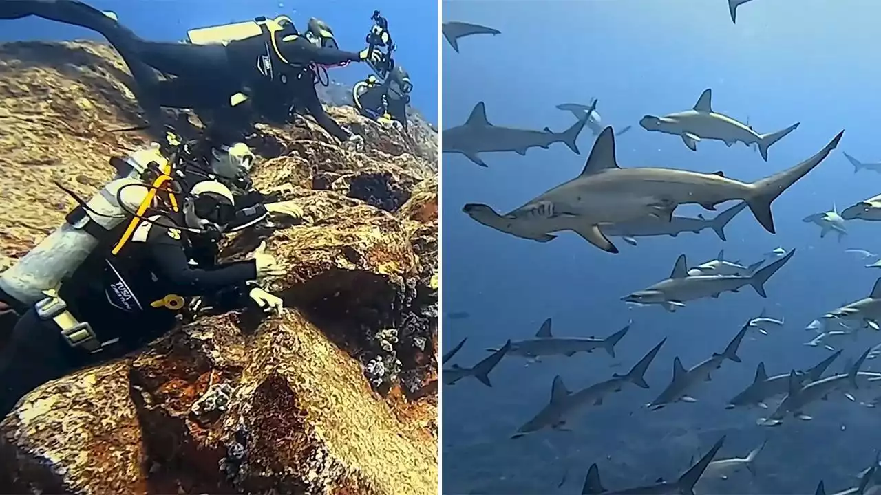 Gli squali circondano i sub, così i sommozzatori si aggrappano alla barriera corallina