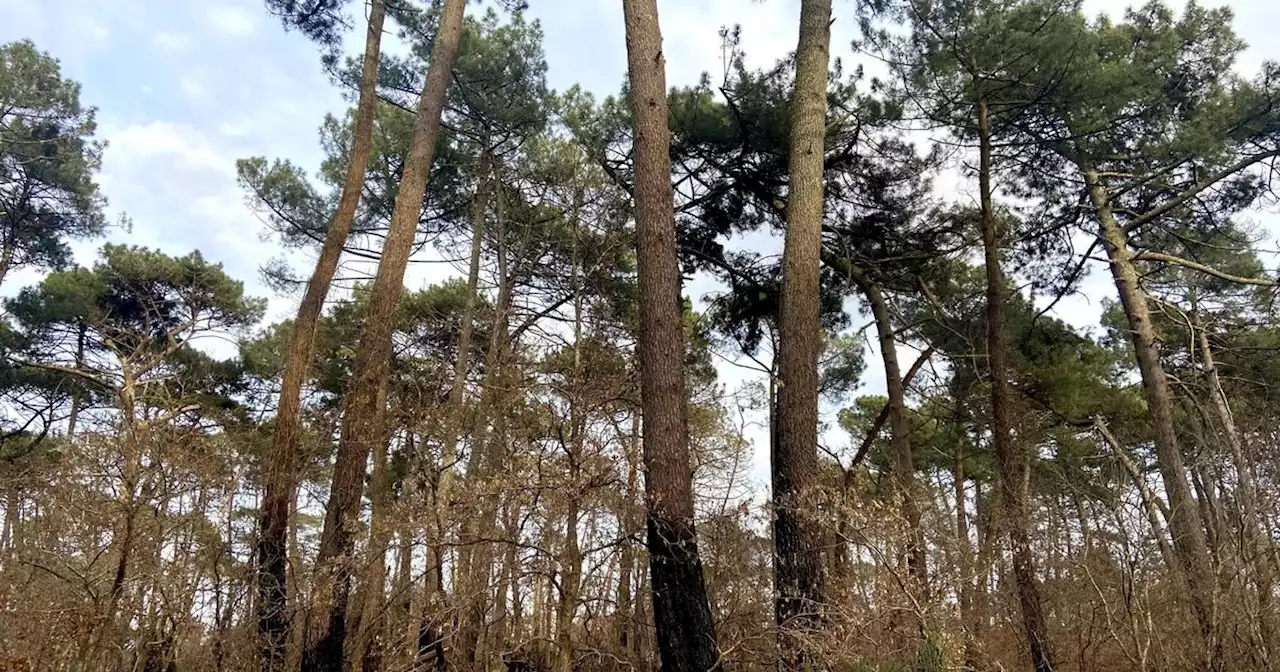 Un an après les terribles incendies, la chasse rouvre à La Teste-de-Buch