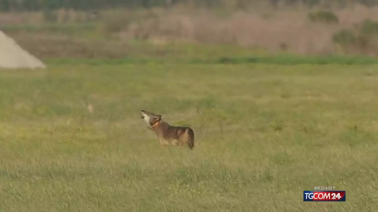 Da specie in pericolo a 'pericoloso': Ue, stretta sui lupi