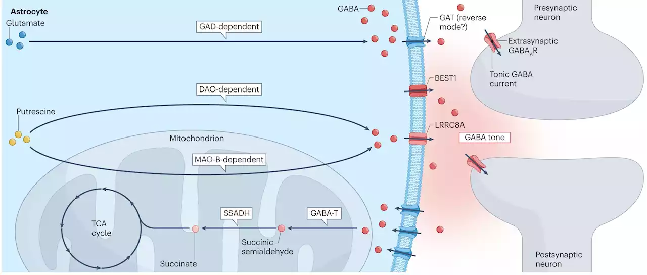 Study reveals new insights into GABA, the brain's key signaling molecule