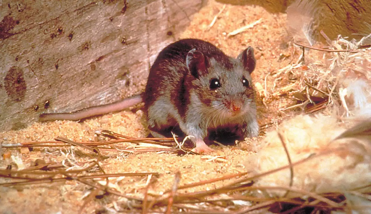 Deadly Hantavirus found in deer mouse near Mount Laguna