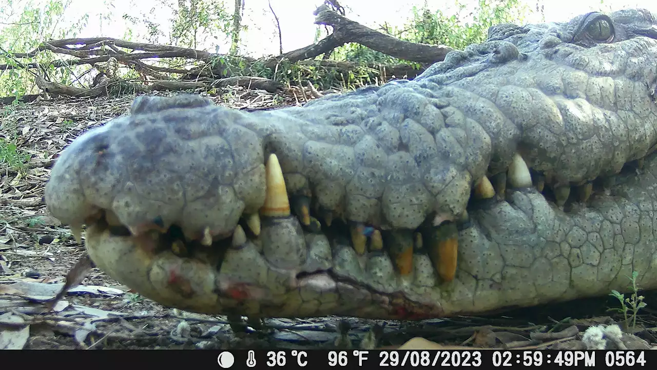 Incredible photos show what it's like inside a crocodile's jaw