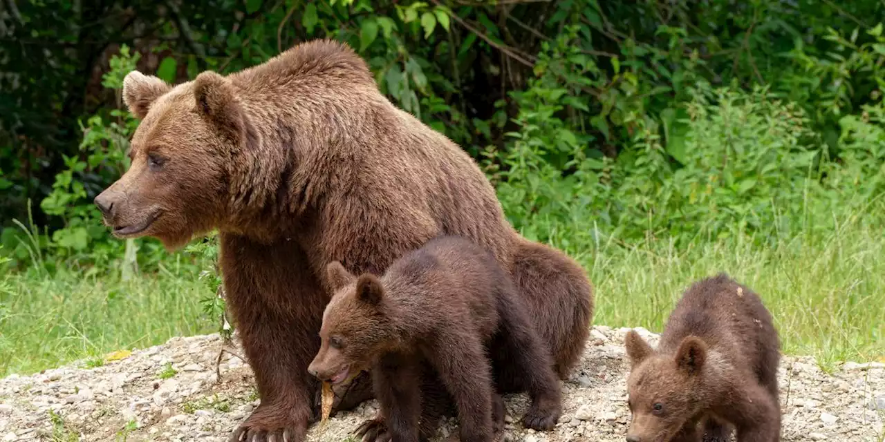 Entsetzen in Italien: Jäger erschießt Bärenmutter - verzweifelte Suche nach ihren Kindern