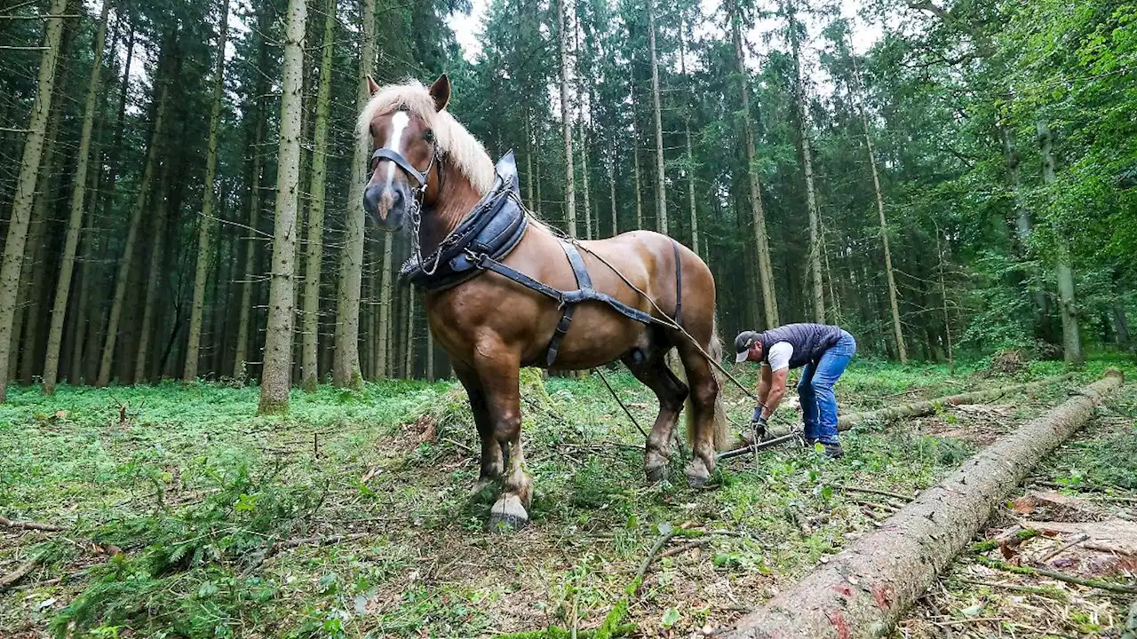 30 Jahre Bergwaldprojekt: Es braucht den Wolf und Menschen