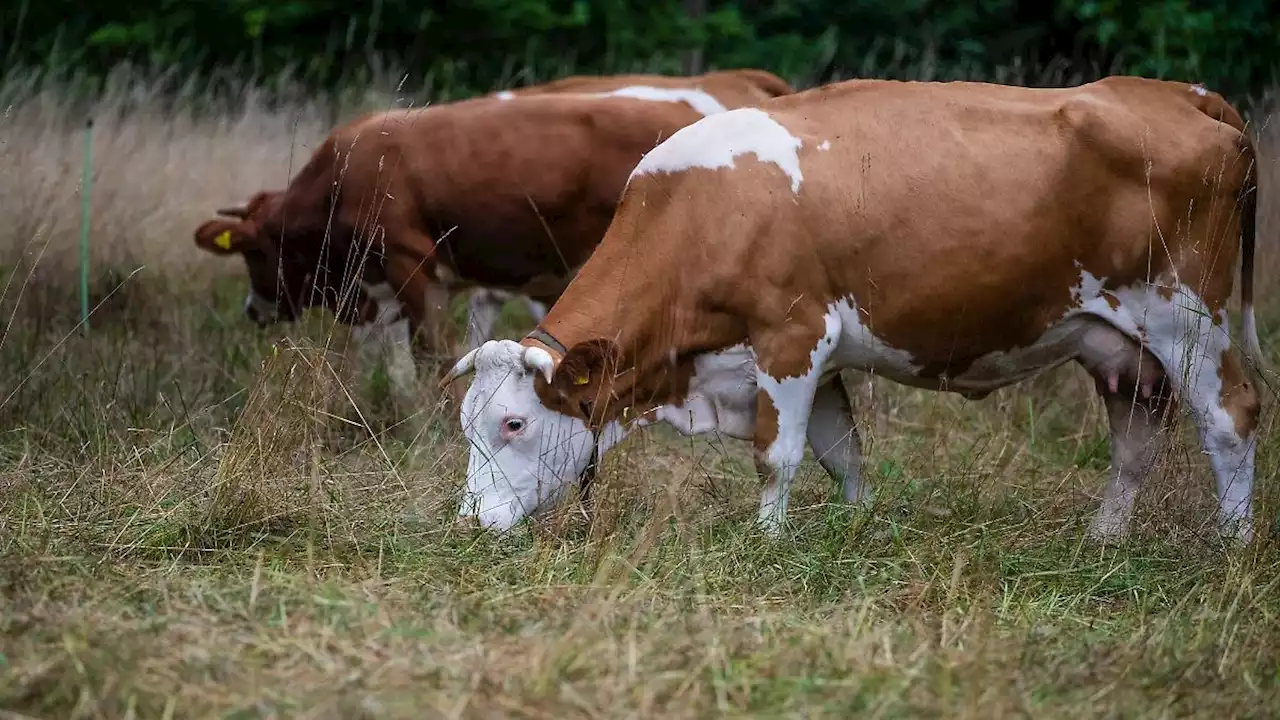 Zu wenige Tierärzte für Nutztiere? Landtierarztquote geplant