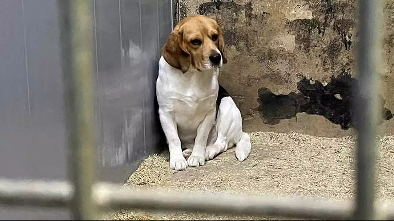 Omstreden fokker uit Eersel heeft ondanks verbod weer honden in bezit