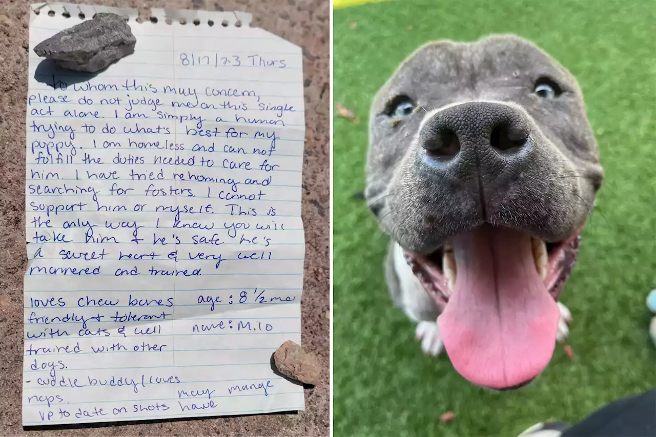 Shelter writes letter to down-and-out dog owner who revealed heartbreaking decision in note