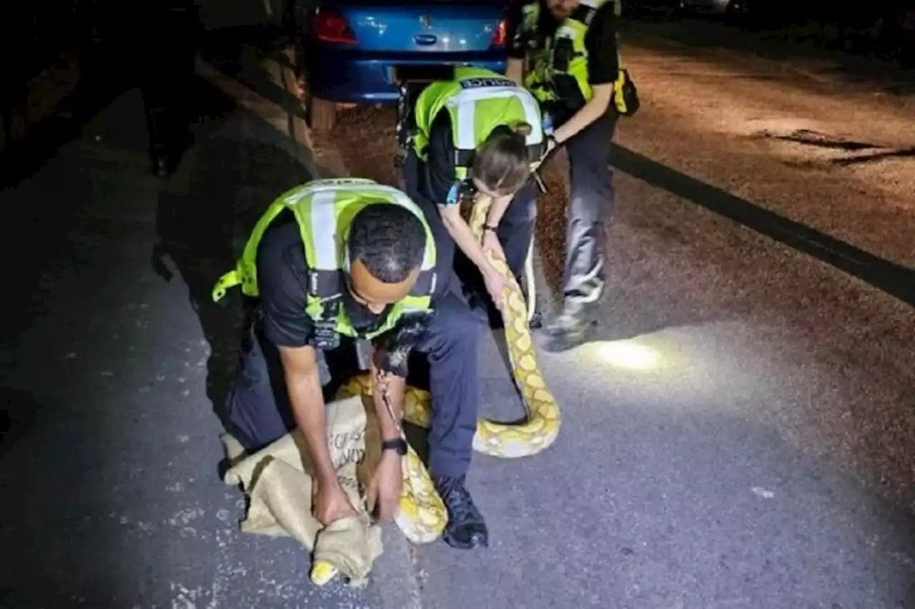 Police patrol get to grips with python after early-hours call-out