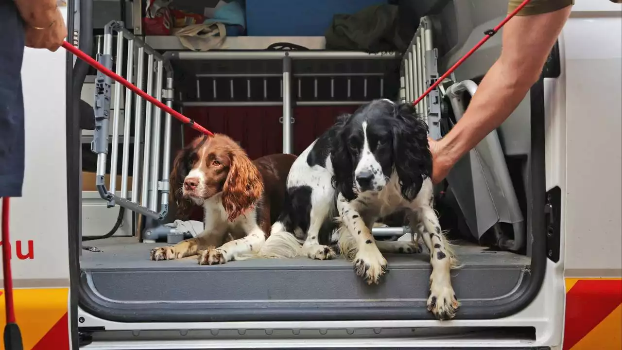 Gemeente dreigt honden zelf weg te halen bij fokker in Eersel