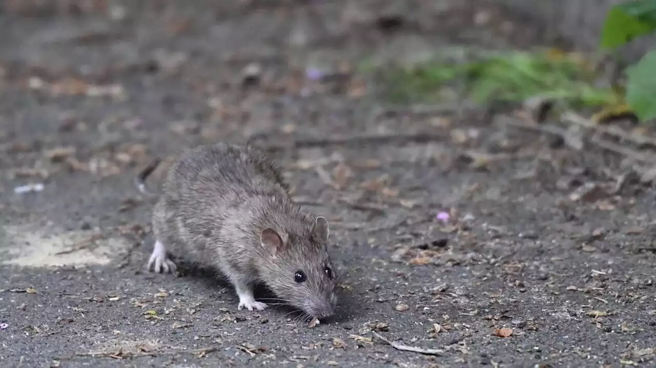 À New York, le succès des visites guidées qui proposent d’observer des rats en ville