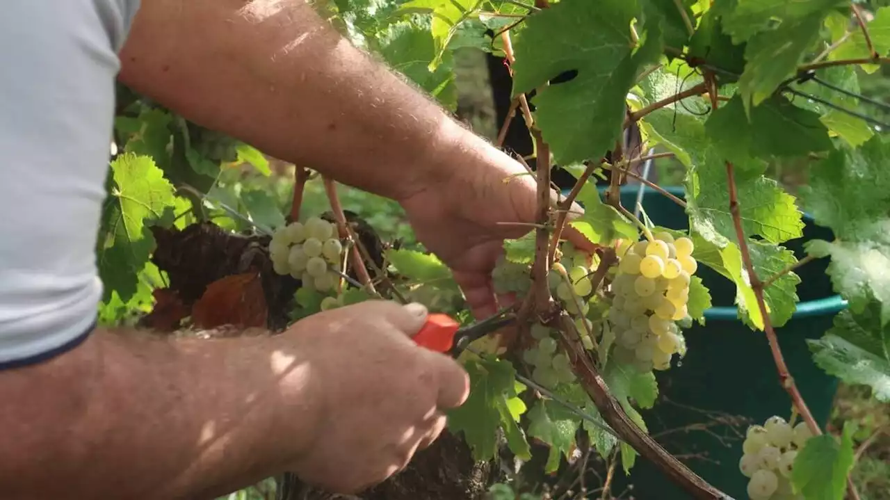 Des vendanges plus matinales en Saumurois avec les fortes chaleurs