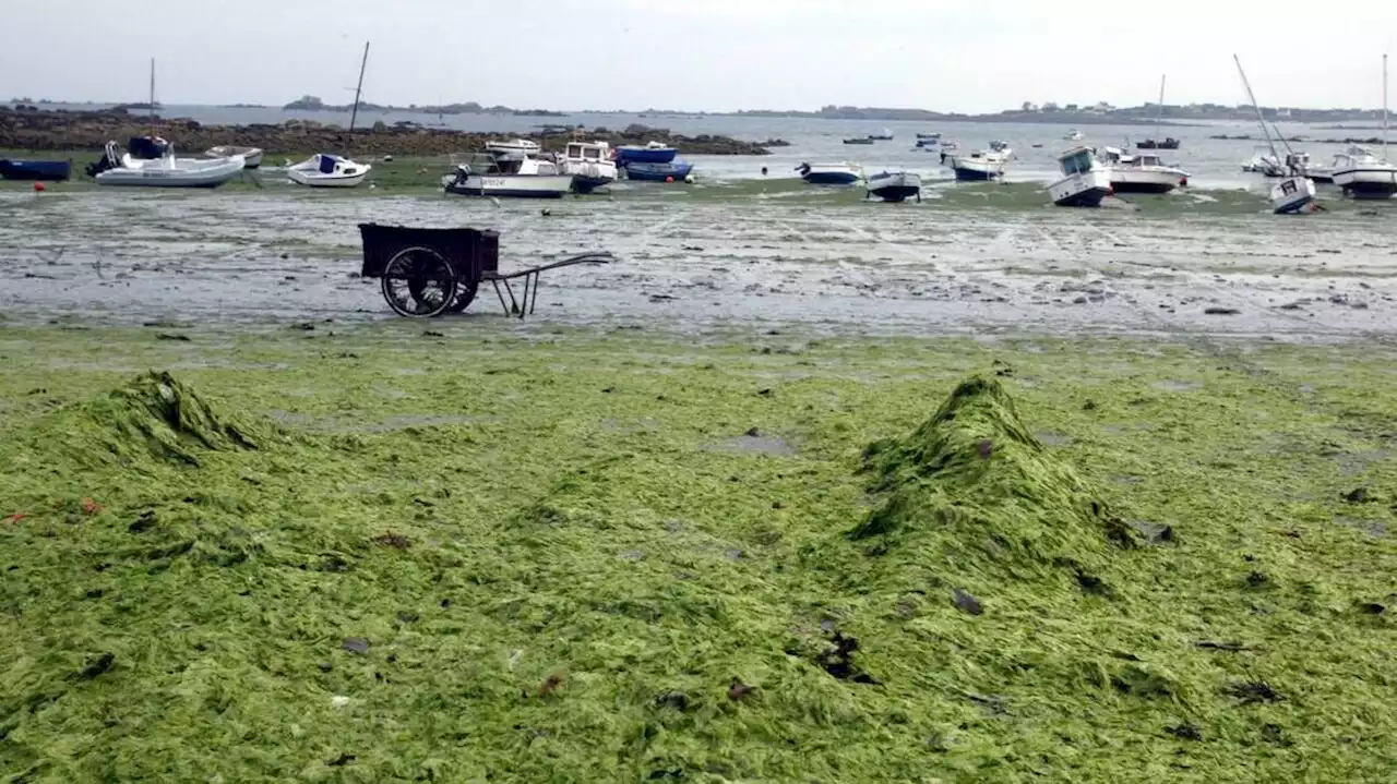 En raison d’une pollution aux algues vertes, la plage du Curnic fermée à Guissény