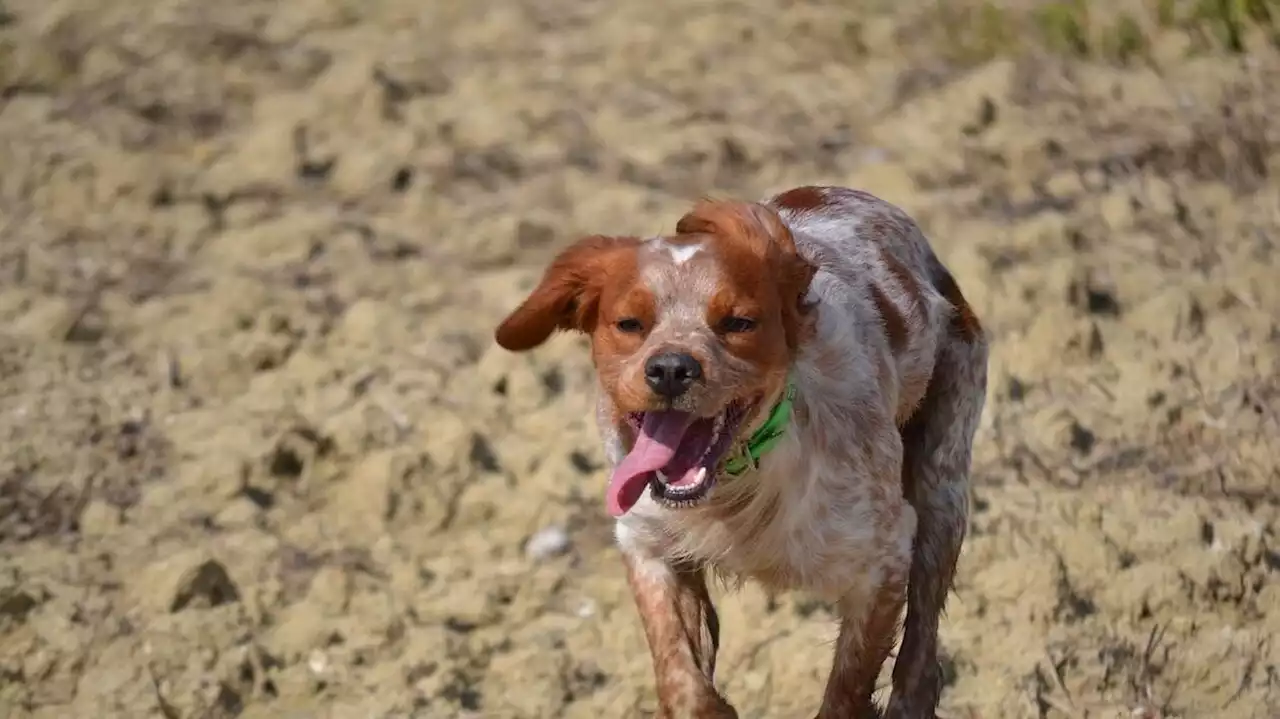 Une jeune femme sévèrement mordue par deux chiens lors d’une promenade en Charente-Maritime