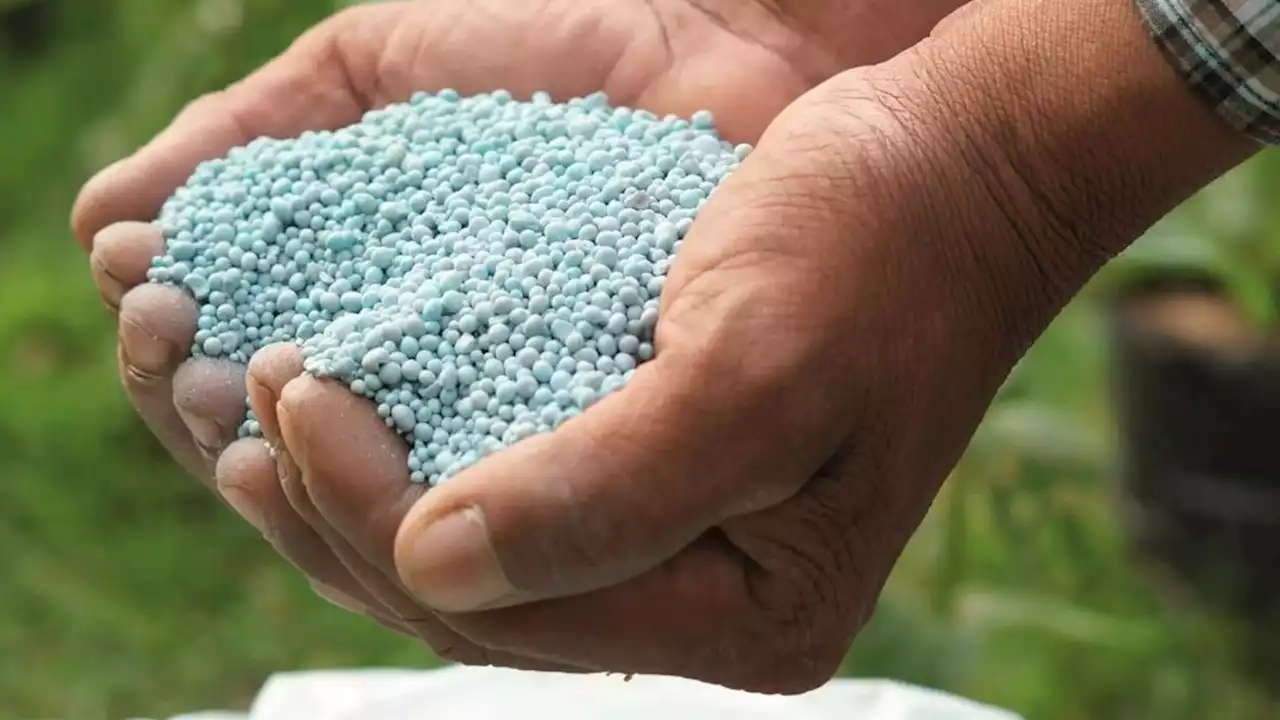 Ayuda para productores de trigo y maíz | El Gobierno entrega fertilizantes en áreas afectadas