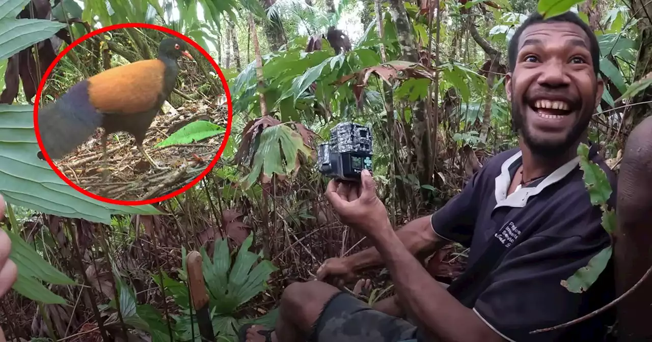 Researchers' Heartwarming Reaction to First Photos of Rare Bird Goes Viral