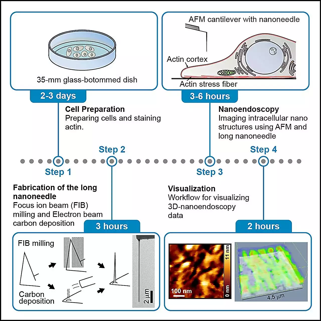 Researchers define protocol for high-resolution imaging of living cells using atomic force microscopy