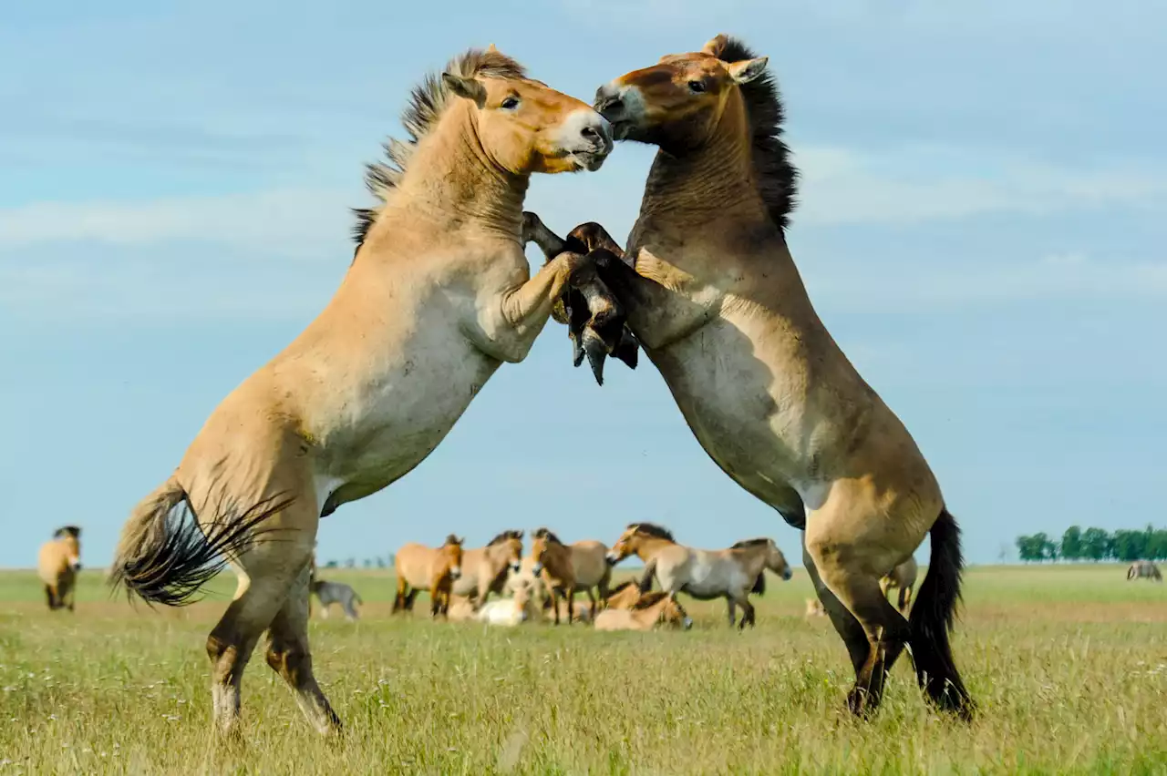 Researchers reveal complex society of wild horses using drones