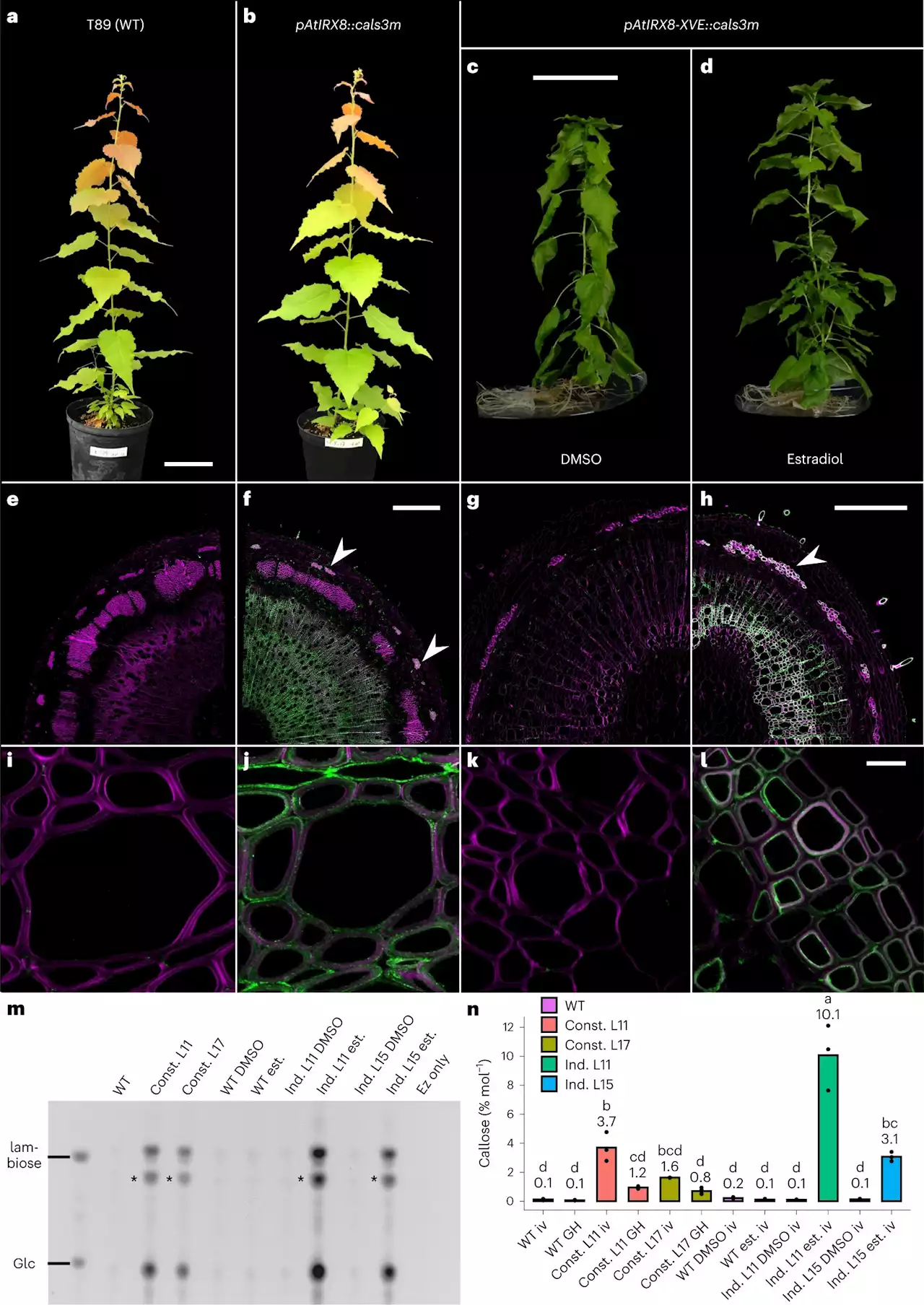 Scientists use naturally-occurring polymer to modify wood and boost biomass conversion