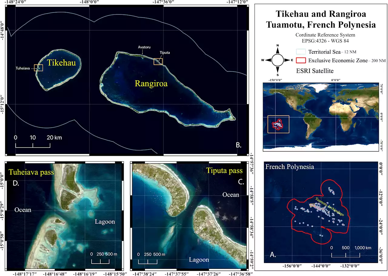 Why do female great hammerhead sharks gather every summer in French Polynesia?