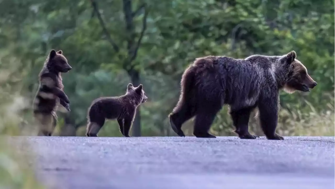 I cuccioli di Amarena possono farcela, ma ecco cosa si deve fare