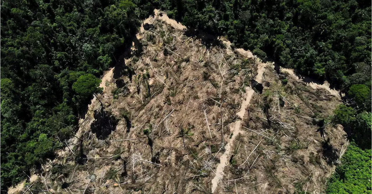 Deforestation in Brazil's Amazon falls 66% in August