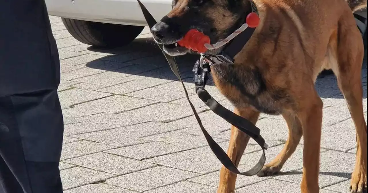 Festnahme in Köln: Polizeihund fasst Einbrecher im Keller des Standesamts