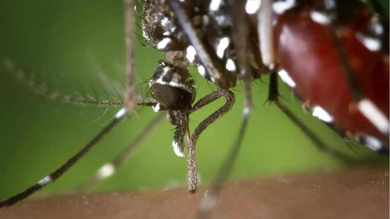 Dengue-Fieber am Gardasee: Was Sie jetzt wissen sollten