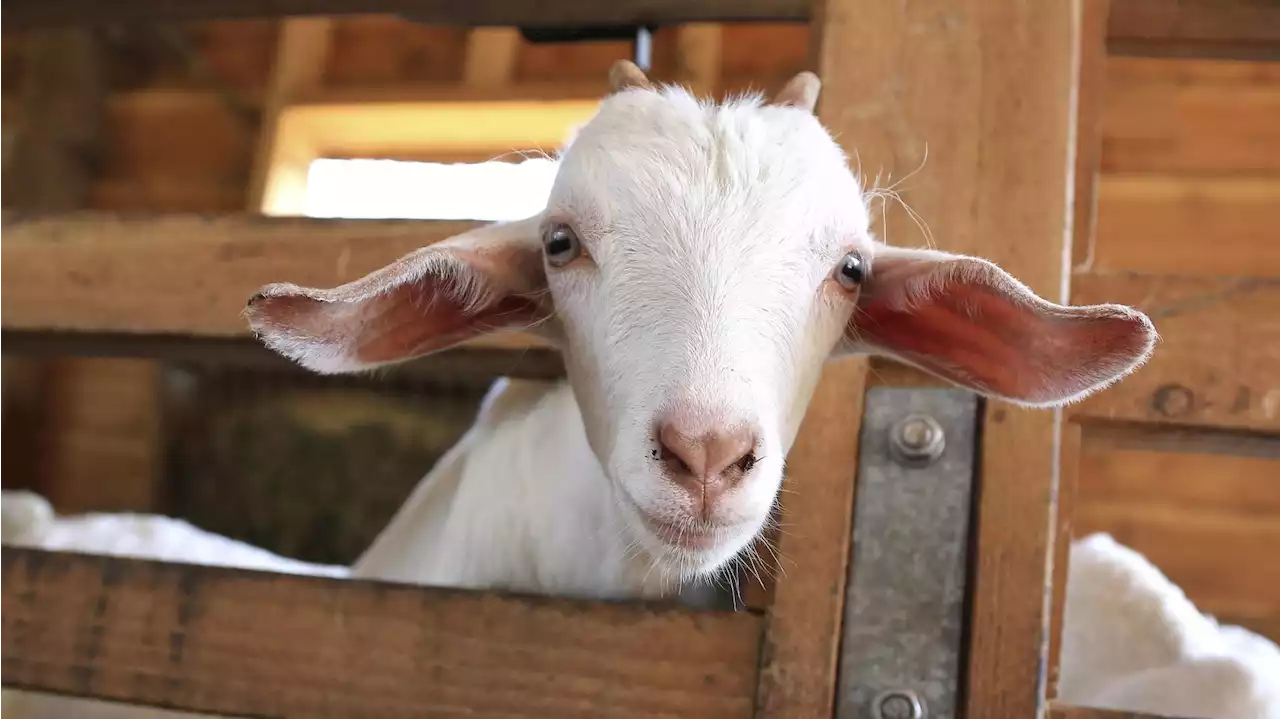 Tierquäler schockiert Mallorca: Mann verfüttert lebendes Ziegenbaby an seine Hunde