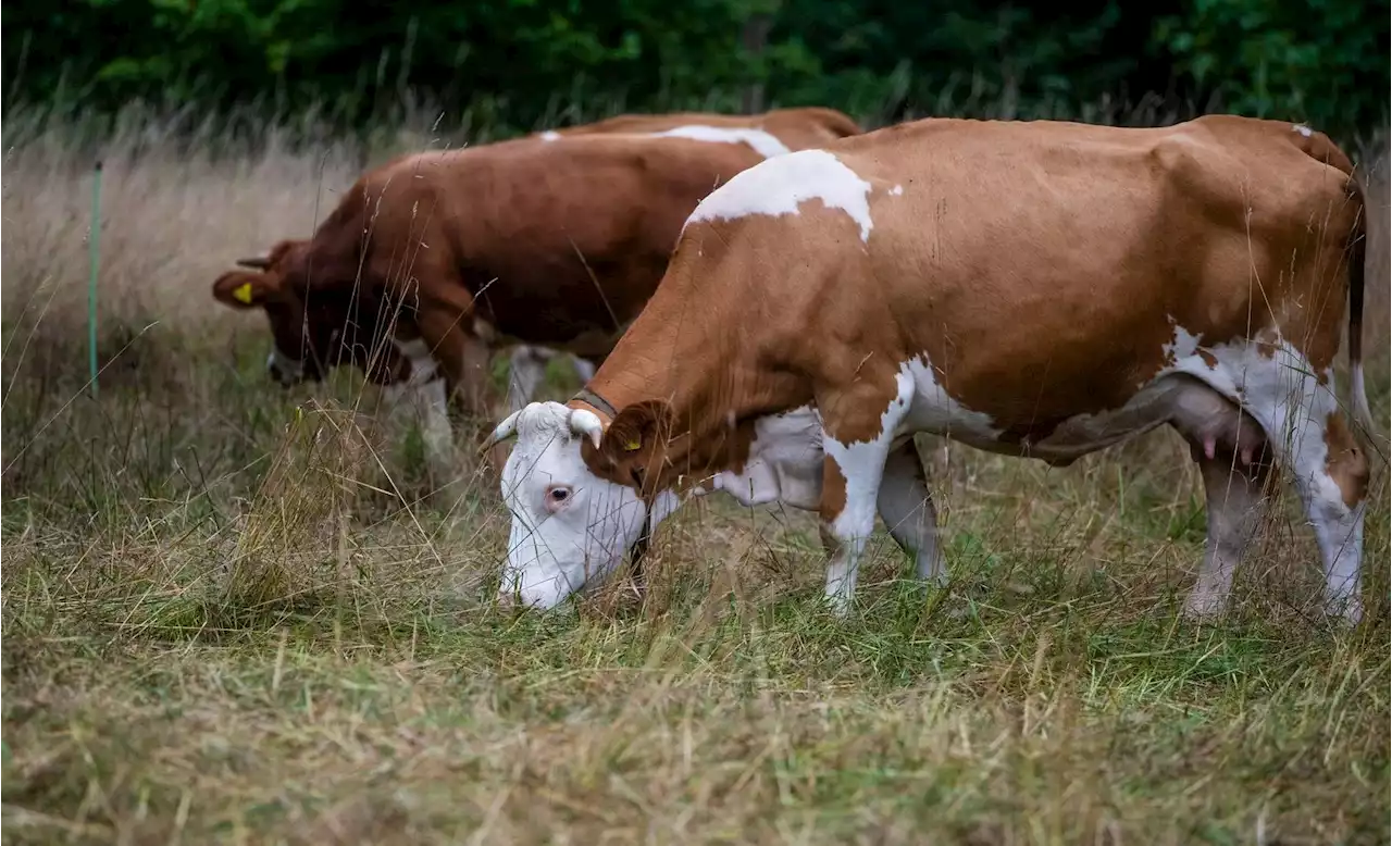 Zu wenige Tierärzte für Nutztiere? Landtierarztquote geplant